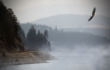 Eagle flying above a river near forest